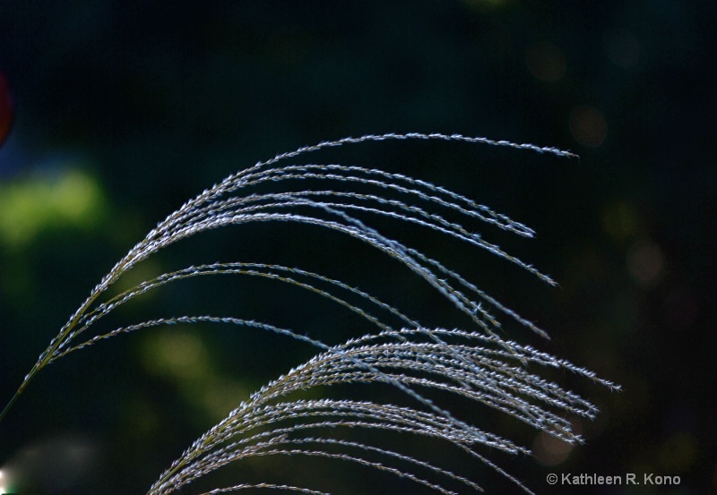 back lit grass in diffused lig