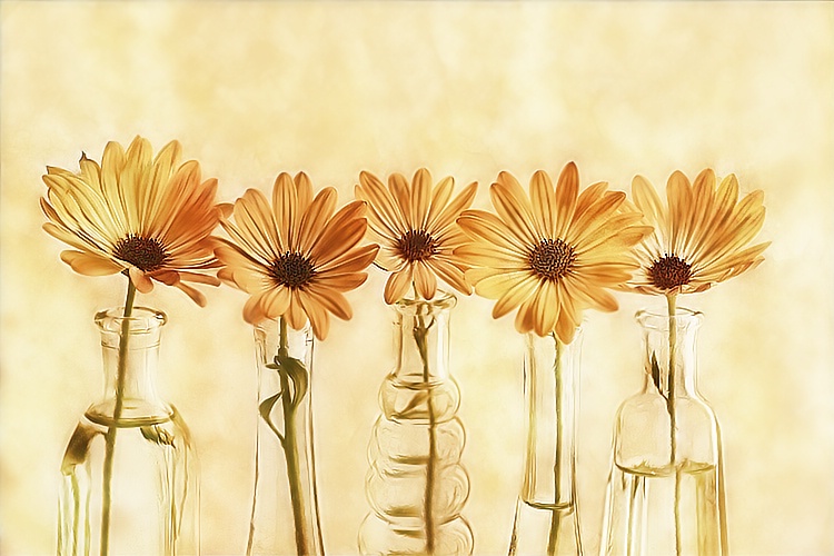  Daisies - ID: 7110205 © Laurie Daily