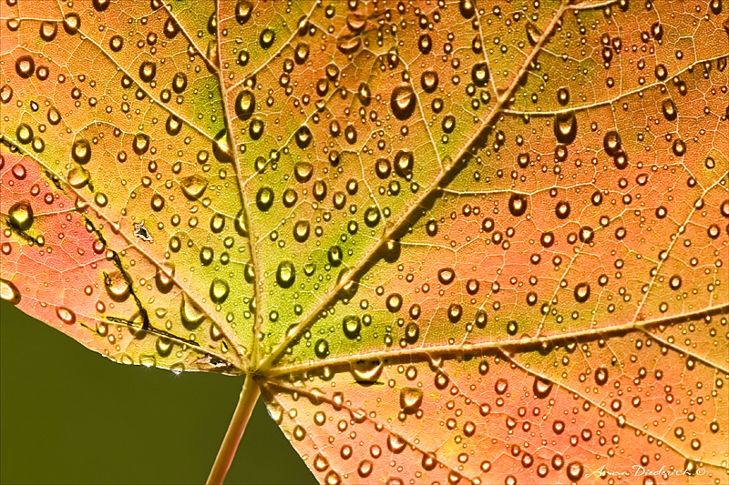 Rain on Me 