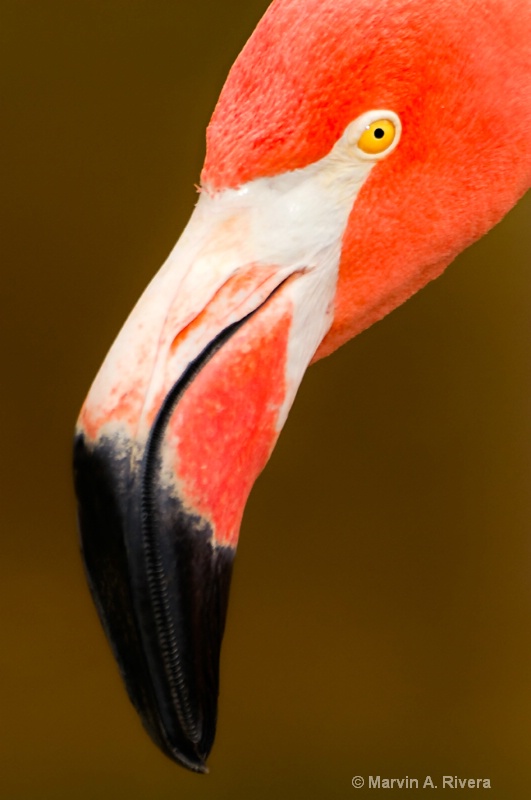 El Flamingo