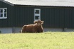 Blissful cow