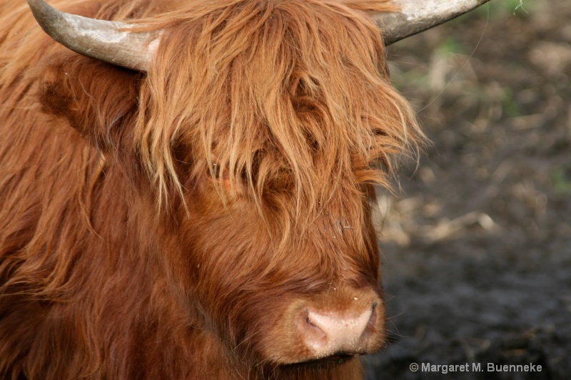 Highland cow