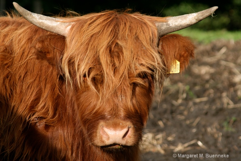 Highland cow