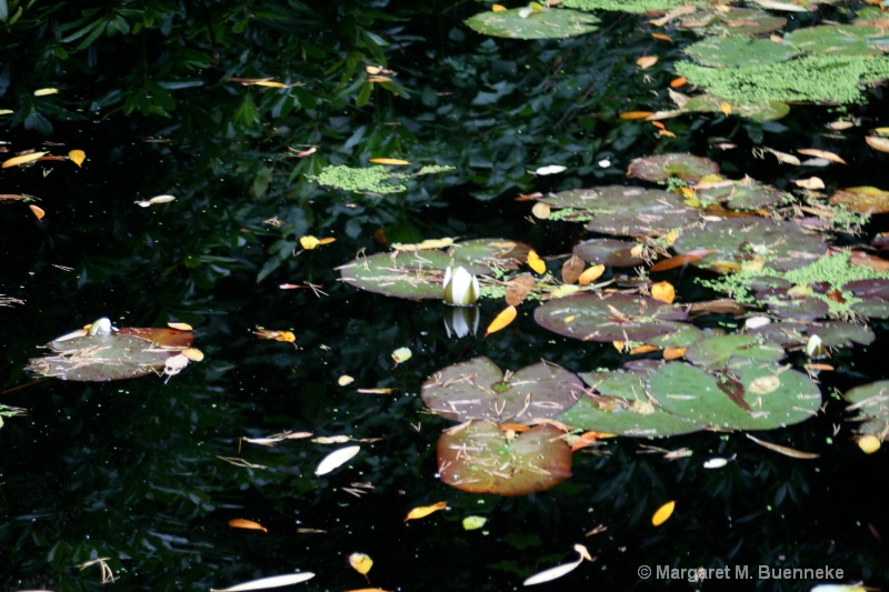 Water lily, Scotland