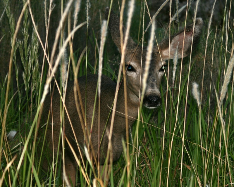 Deer in the Tall Grass - ID: 7114387 © Patricia A. Casey