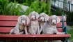 Pups on a bench