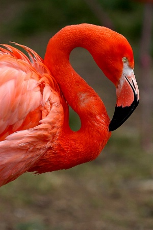 S as in Flamingo