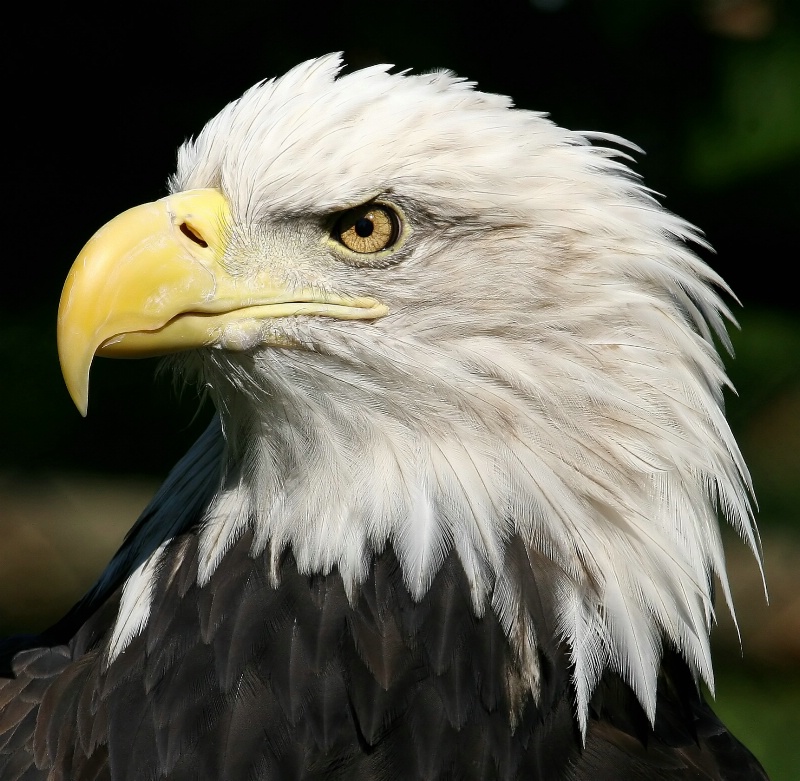 American Eagle