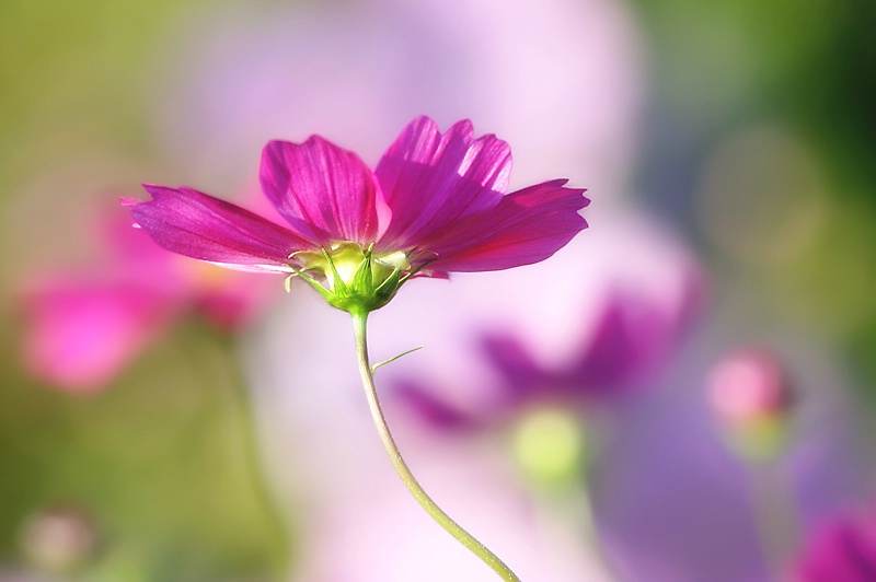 Magenta Crown