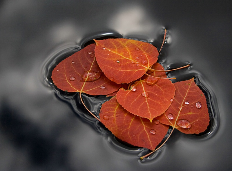 Autumn Float