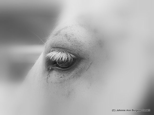 Eye of the Mare