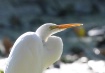 Great White Egret