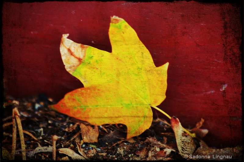 fall leaf copy