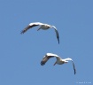 Pelican Partners