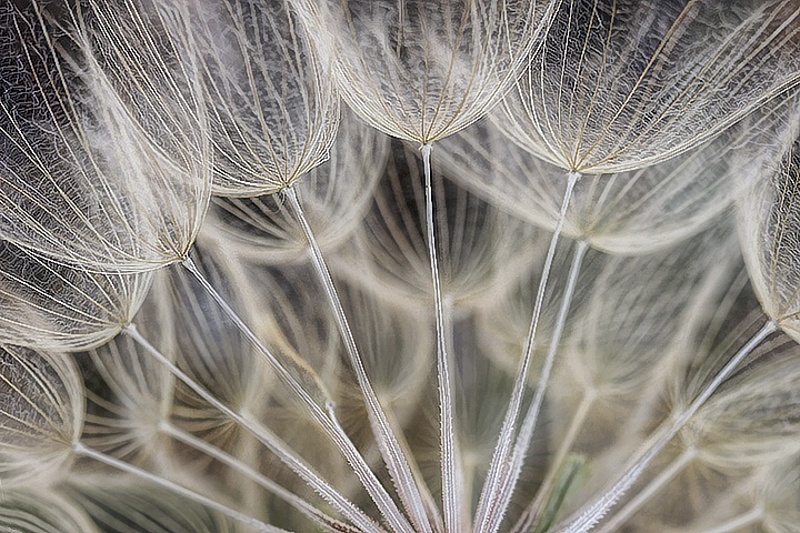 Gone to Seed - ID: 7120569 © Laurie Daily