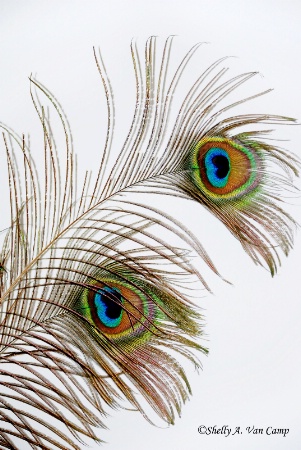 ~Colorful Feathers~