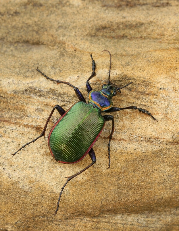 Colorful Beetle