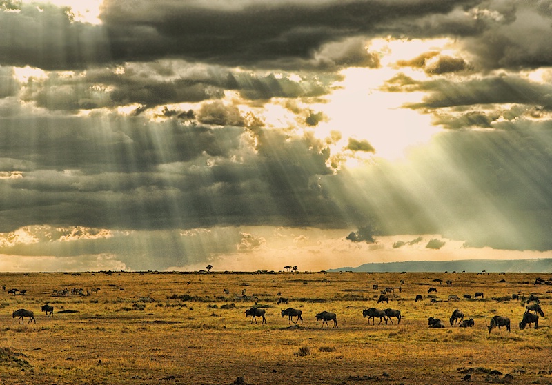 Morning in Masai Mara