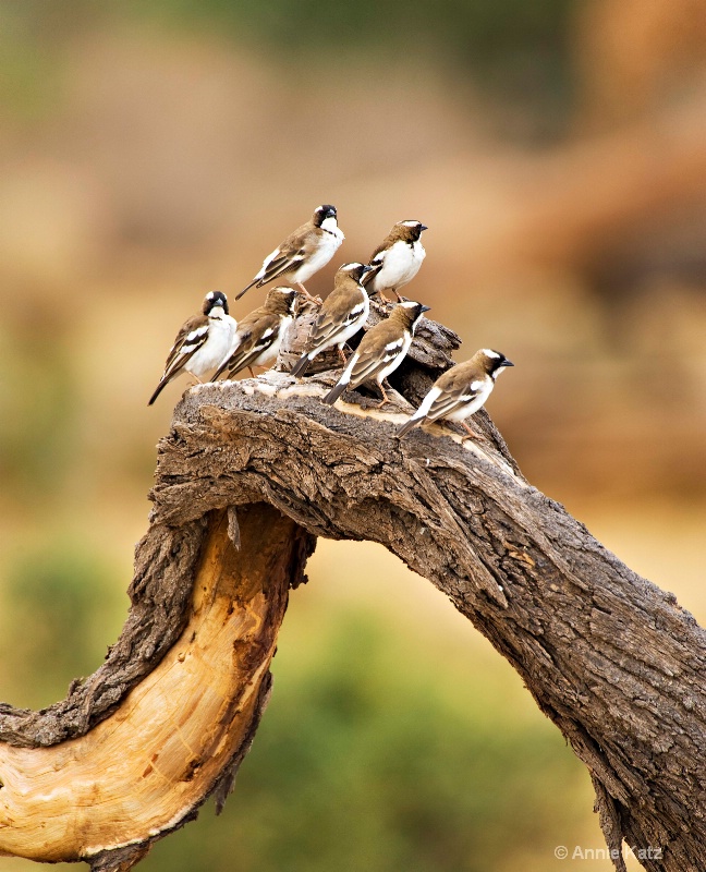 a branch of birds - ID: 7127251 © Annie Katz