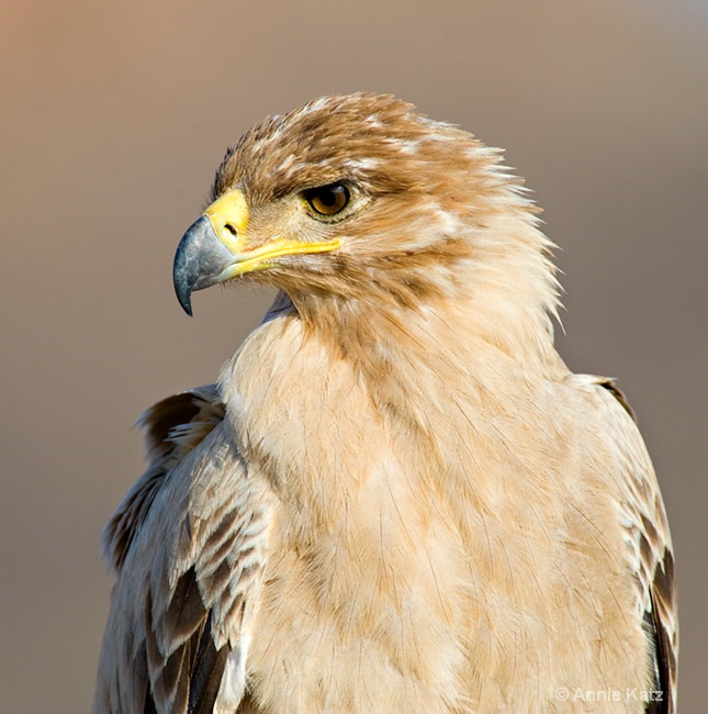 a tawney eagle face - ID: 7127252 © Annie Katz
