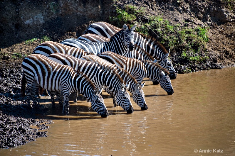 drinking zebras - ID: 7127975 © Annie Katz