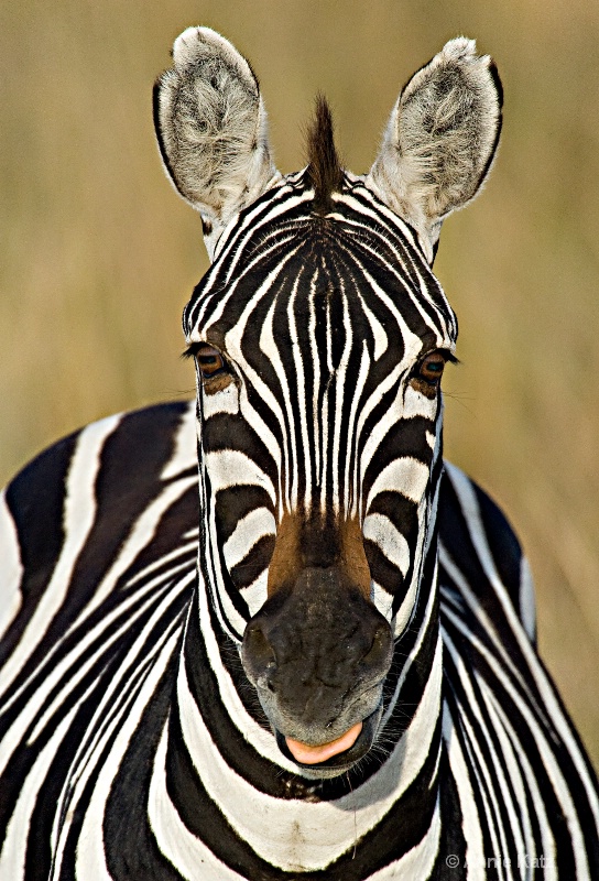 zebra face - ID: 7127992 © Annie Katz