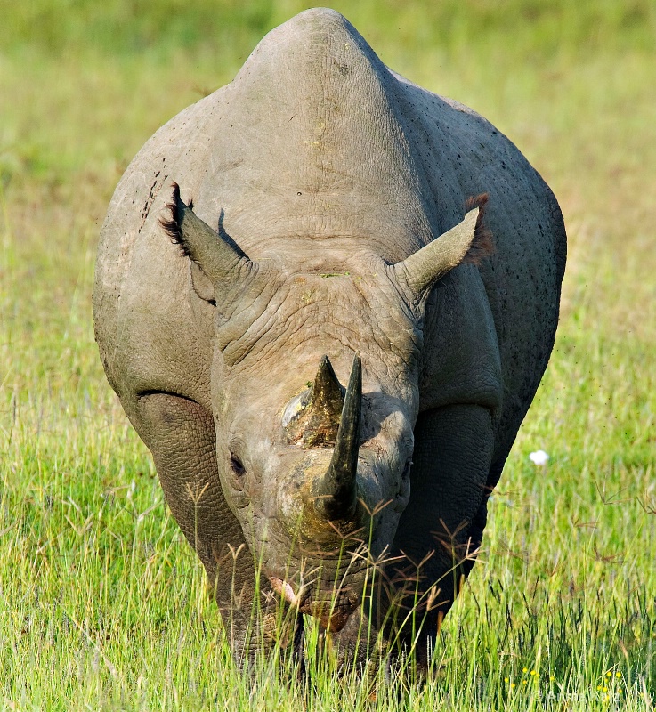rhino - ID: 7128049 © Annie Katz