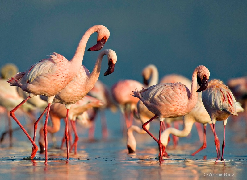 early am flamingos - ID: 7128081 © Annie Katz