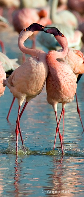flamingo kiss - ID: 7128090 © Annie Katz