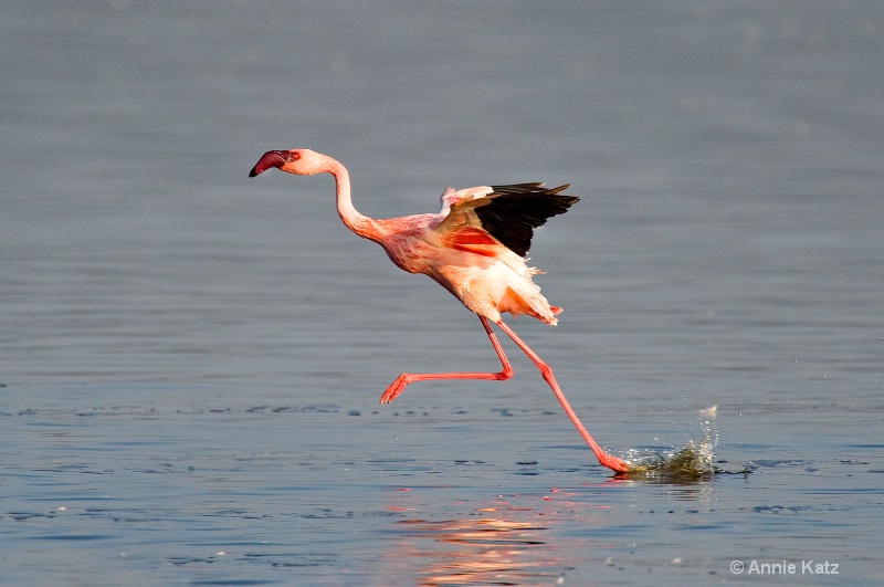 flamingo run - ID: 7128092 © Annie Katz