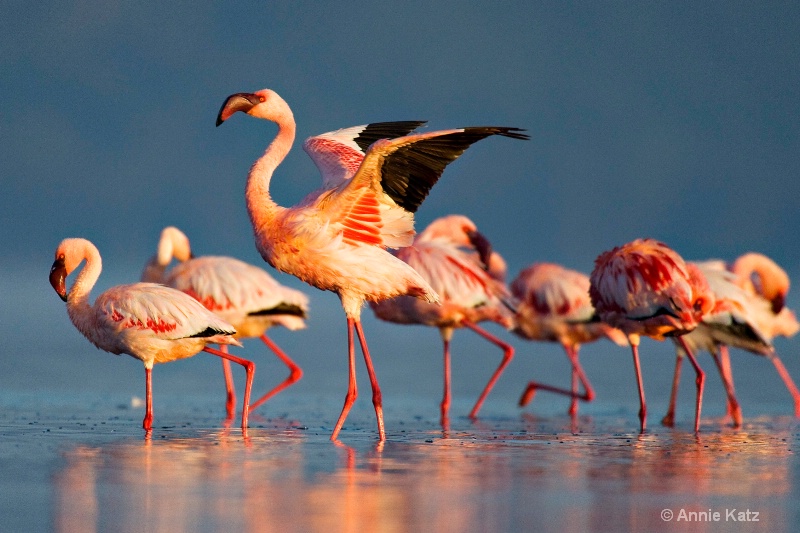 flamingo strut - ID: 7128093 © Annie Katz