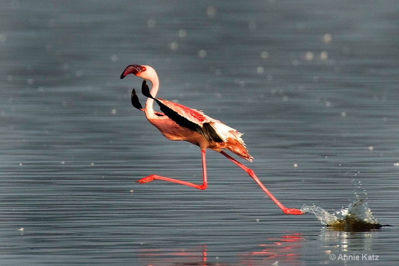 flamingo - ID: 7128095 © Annie Katz