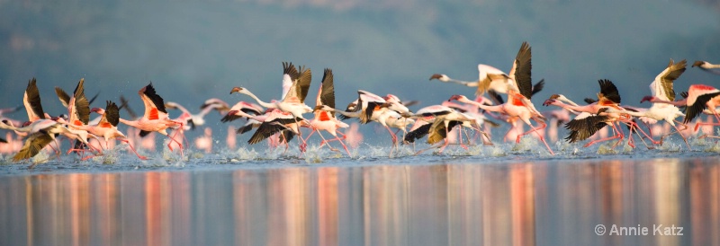 flamingos on the run - ID: 7128096 © Annie Katz