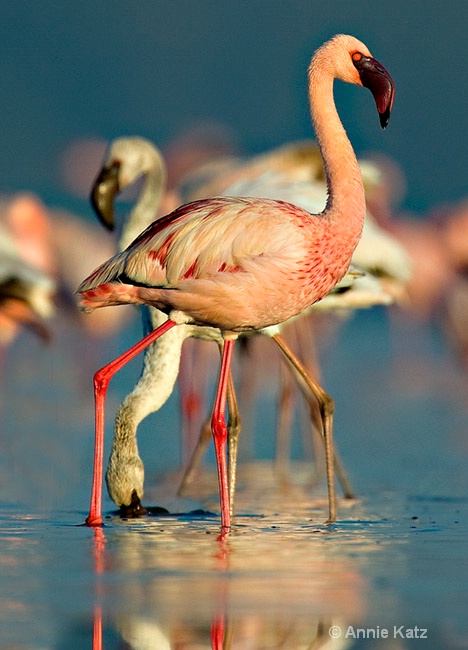 three flamingos - ID: 7128109 © Annie Katz