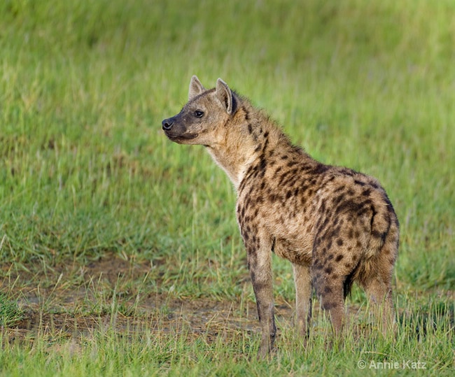 hyena pose - ID: 7128121 © Annie Katz