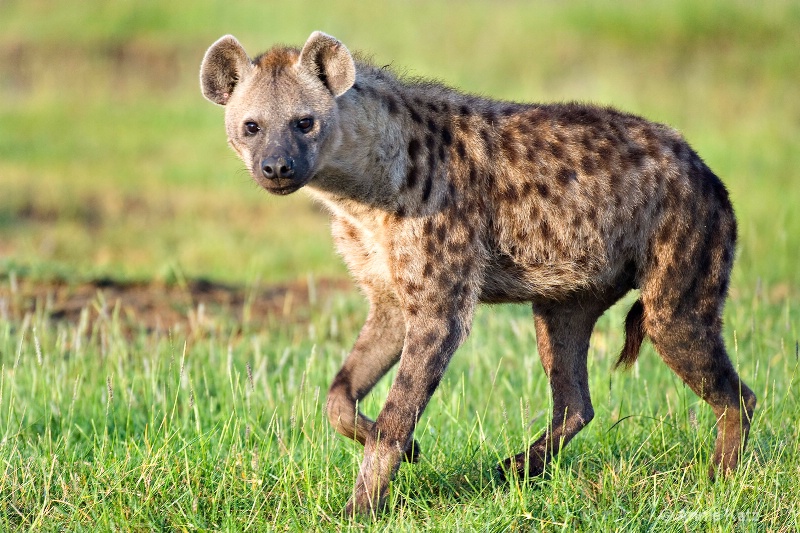 hyena - ID: 7128125 © Annie Katz