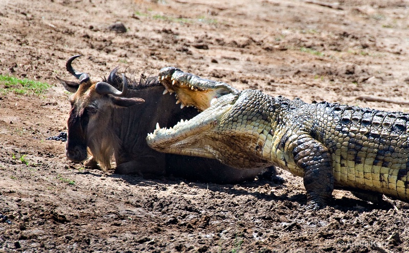 croc kill - ID: 7128140 © Annie Katz