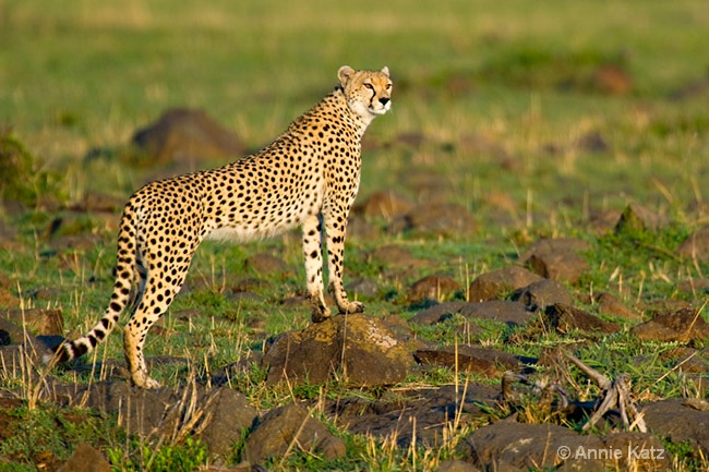 hunting cheetah - ID: 7128363 © Annie Katz