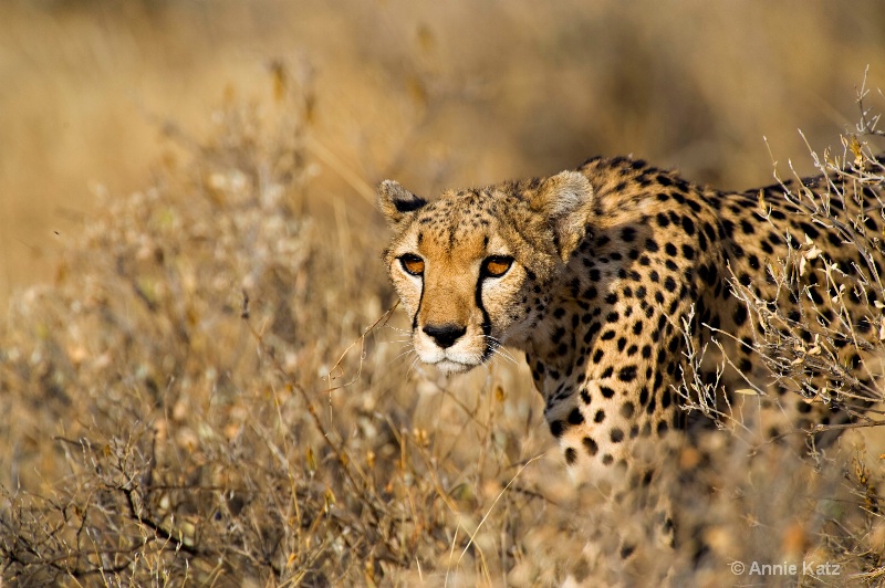 hunting cheetah - ID: 7128630 © Annie Katz