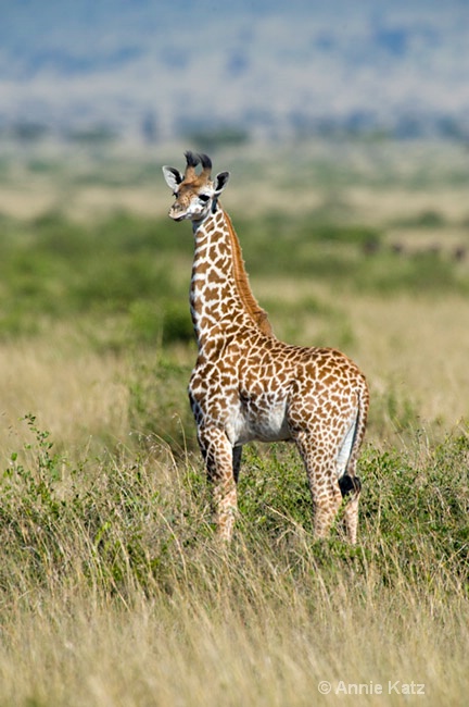 baby giraffe - ID: 7128654 © Annie Katz