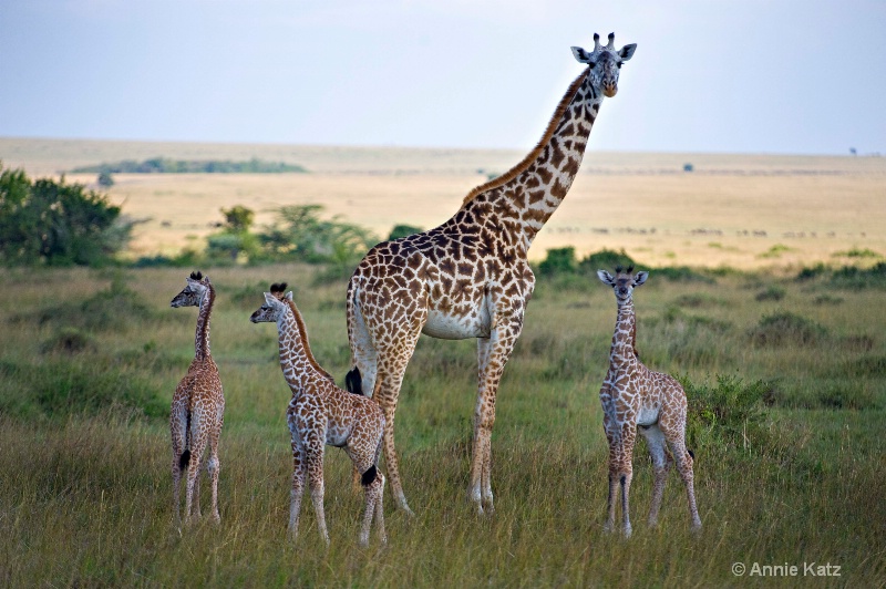 mom   baby giraffes - ID: 7128656 © Annie Katz