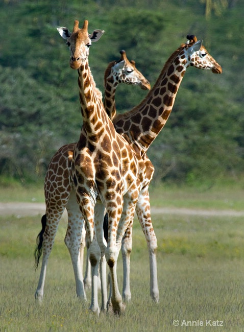 three giraffes - ID: 7128657 © Annie Katz