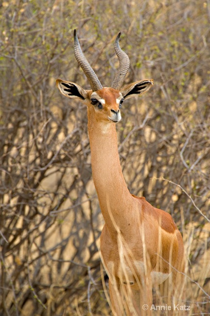 gerenuk in bush - ID: 7128739 © Annie Katz