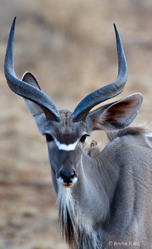 male kudu - ID: 7128741 © Annie Katz