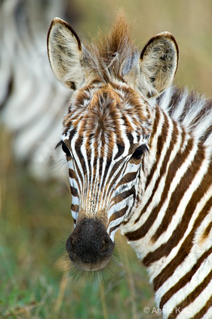 zebra baby - ID: 7128758 © Annie Katz