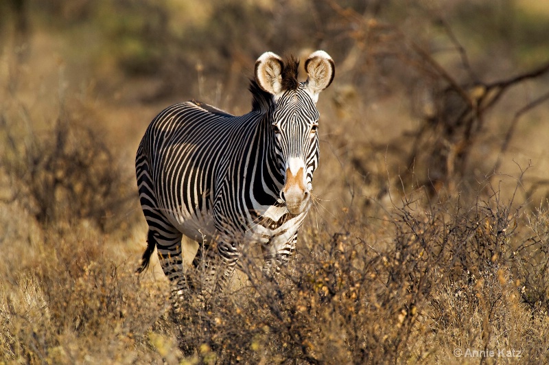 zebra in samburu - ID: 7128759 © Annie Katz