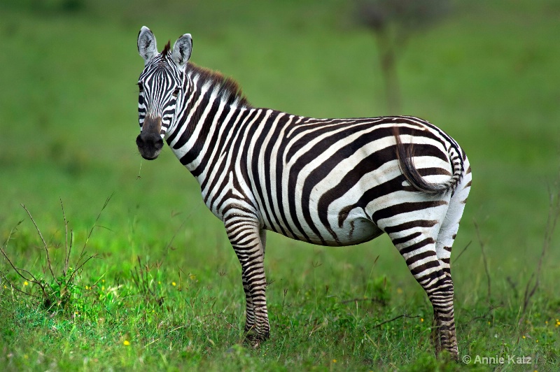 zebra - ID: 7128760 © Annie Katz