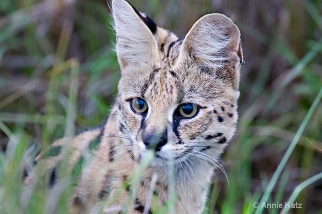 serval cat face - ID: 7129455 © Annie Katz