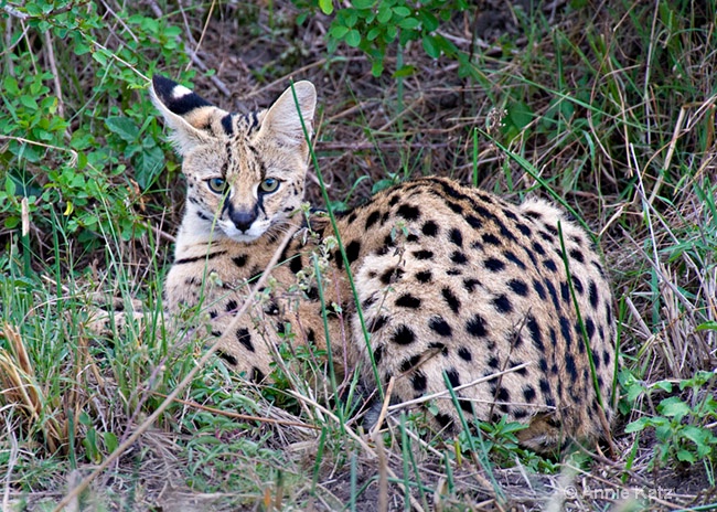 serval cat - ID: 7129459 © Annie Katz