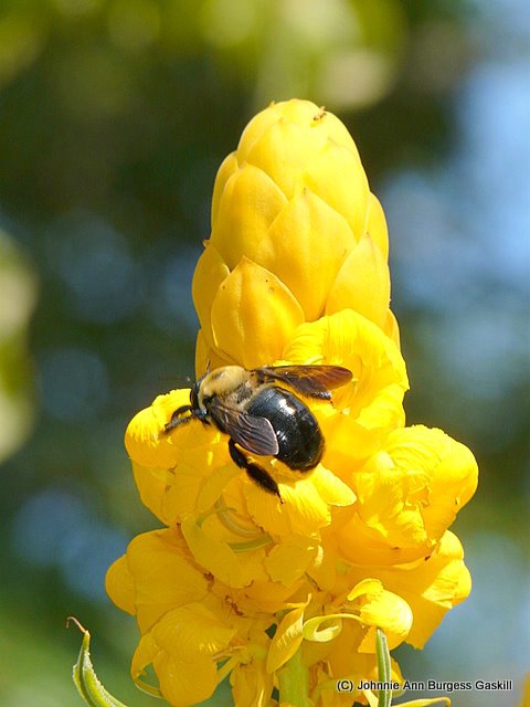 Bee on Bloom
